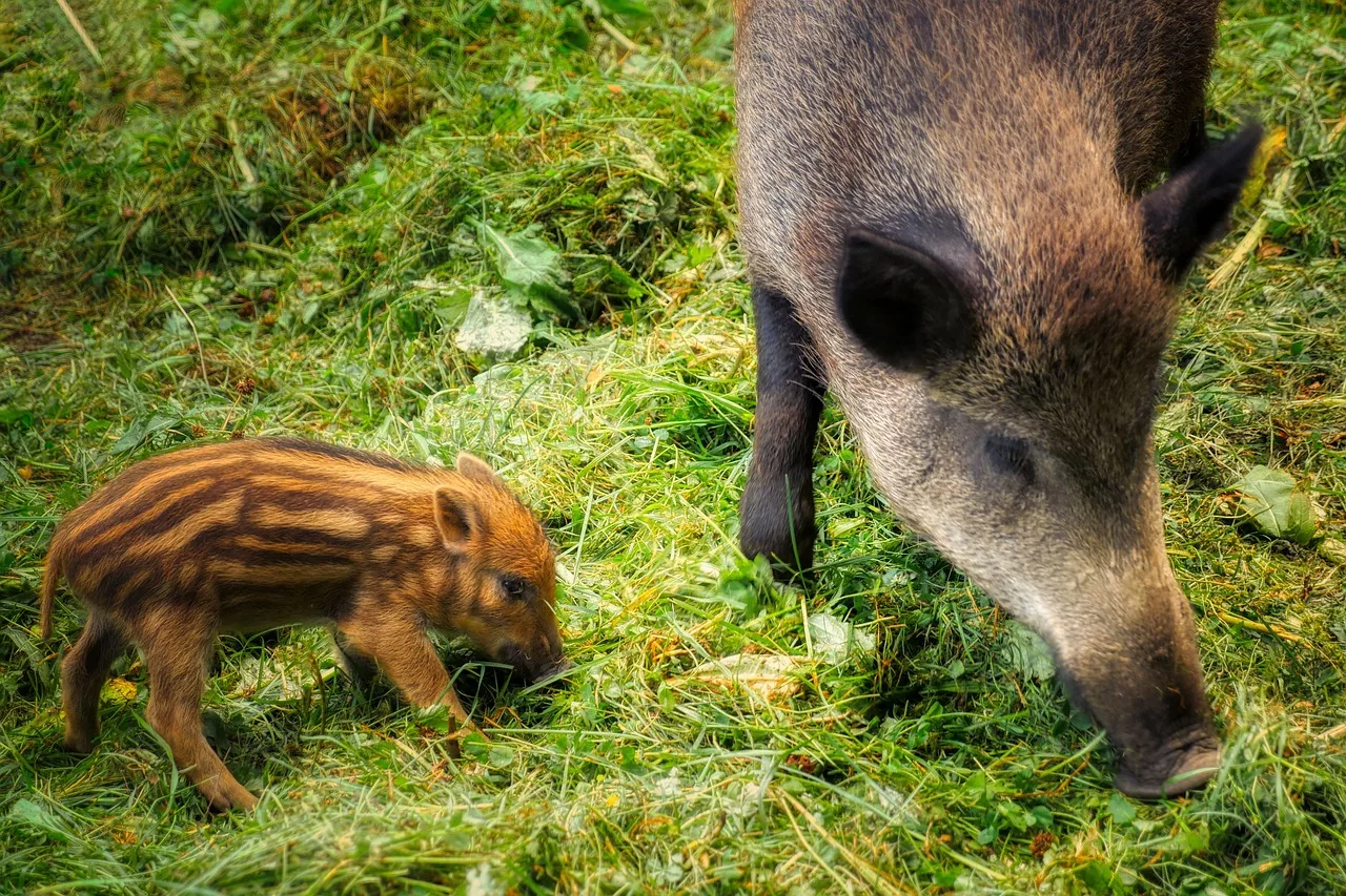 Danni da fauna selvatica in agricoltura: come usare i droni per tutelare le aziende agricole